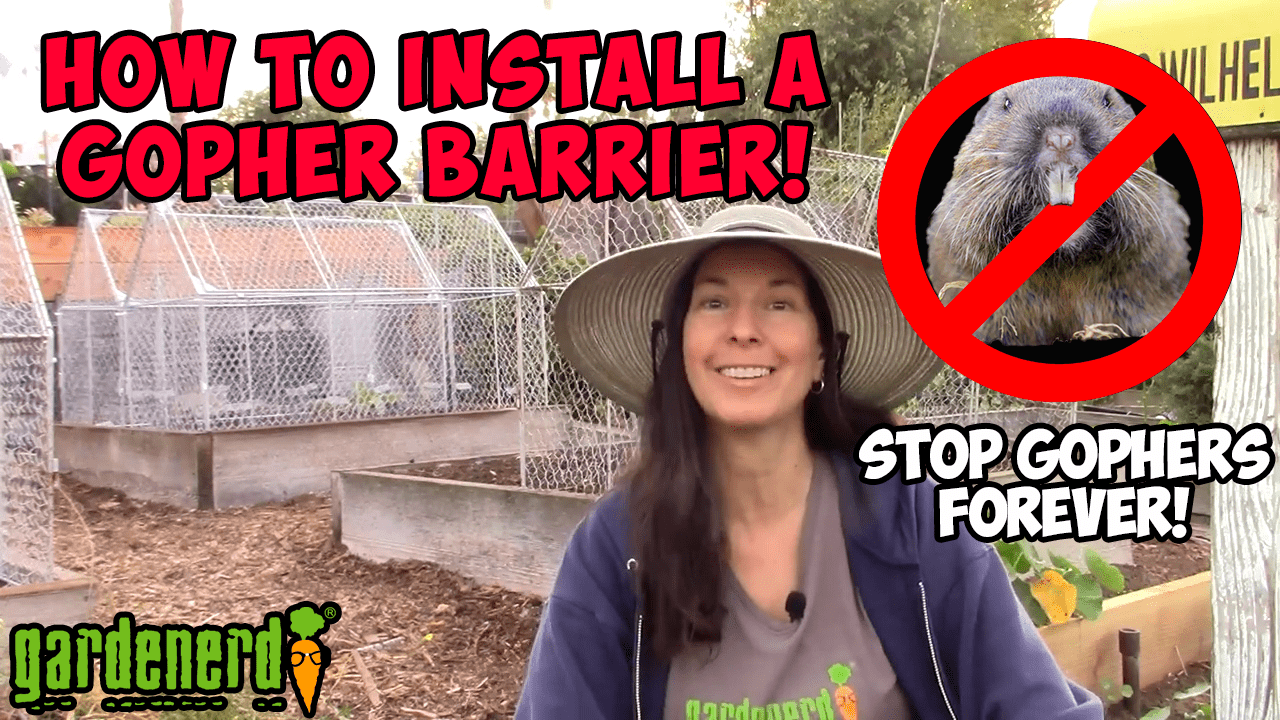 Read more about the article YouTube: How to Install a Gopher Barrier