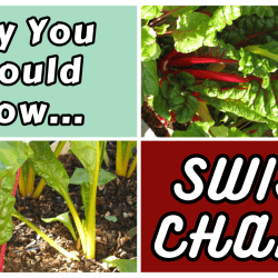 YouTube: 4 Reasons to Grow Swiss Chard