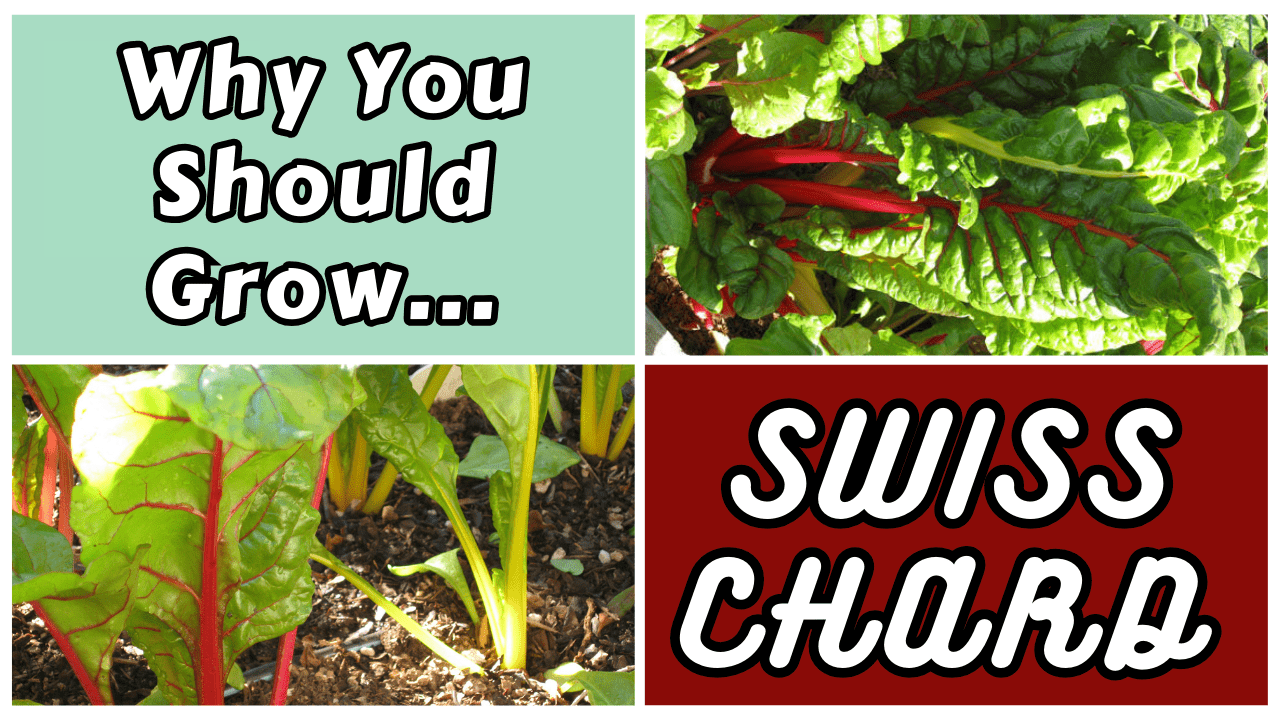 Read more about the article YouTube: 4 Reasons to Grow Swiss Chard