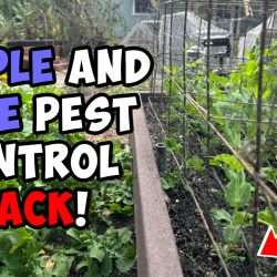 YouTube: Simple and Safe Pest Control Hack