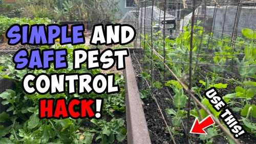 Read more about the article YouTube: Simple and Safe Pest Control Hack