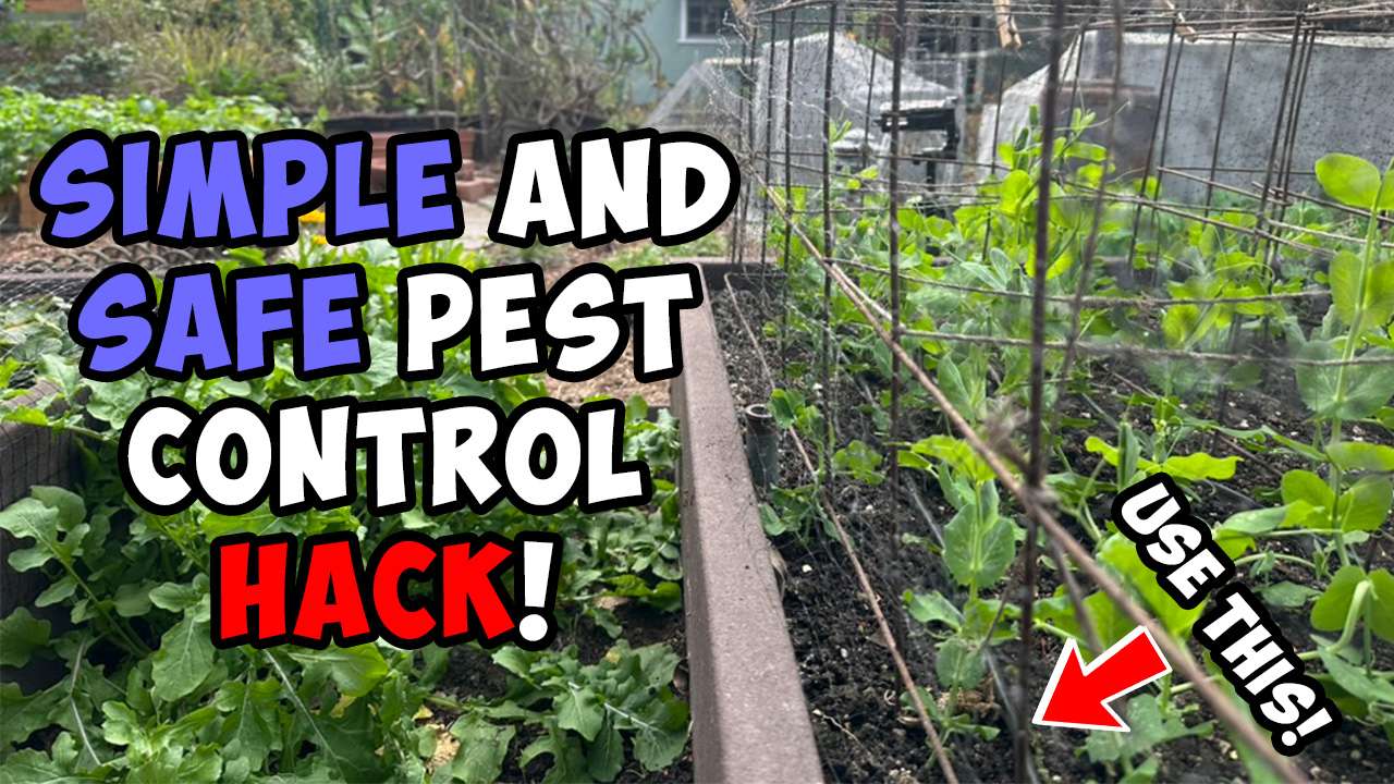 You are currently viewing YouTube: Simple and Safe Pest Control Hack