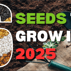 YouTube: 6 Seeds to Try in 2025