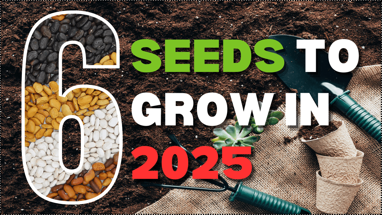 You are currently viewing YouTube: 6 Seeds to Try in 2025