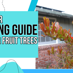 YouTube: A Winter Pruning Guide for Your Fruit Trees