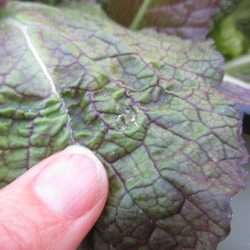 Post-Wildfire Gardening – Are My Veggies Safe to Eat?