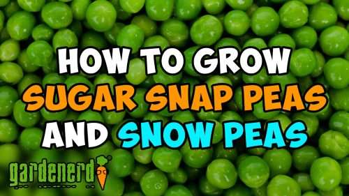 Read more about the article YouTube: How to Grow Sugar Snap & Snow Peas Start to Finish