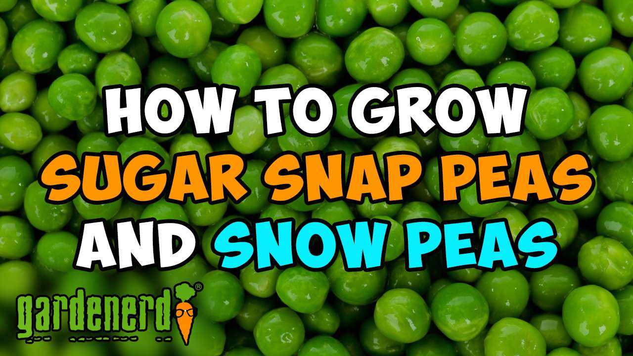 Read more about the article YouTube: How to Grow Sugar Snap & Snow Peas Start to Finish