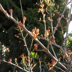 Wordless Wednesday: Giving the Garden Some Love