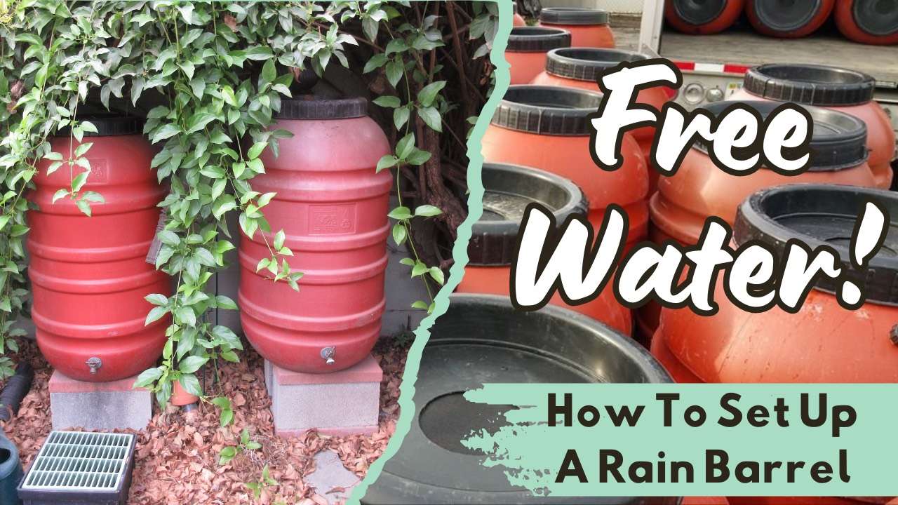 Read more about the article YouTube: Free Water – How to Set Up a Rain Barrel