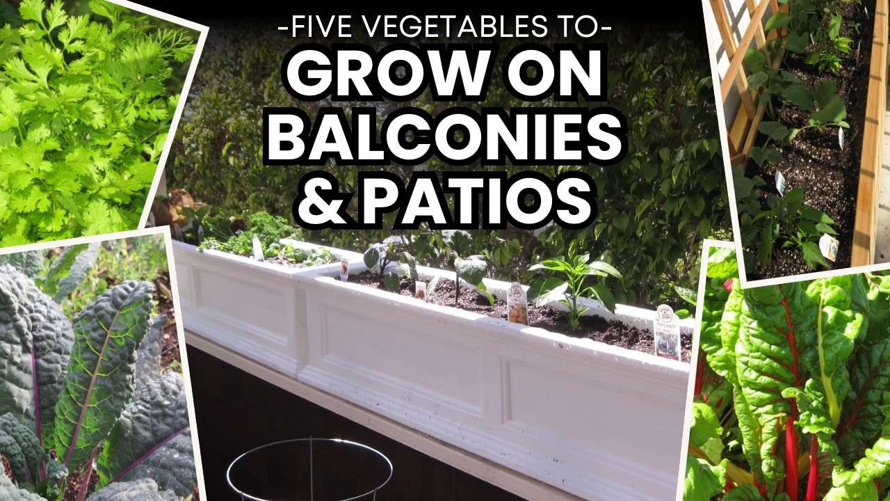 You are currently viewing YouTube: 5 Vegetables for Your Patio and Balcony