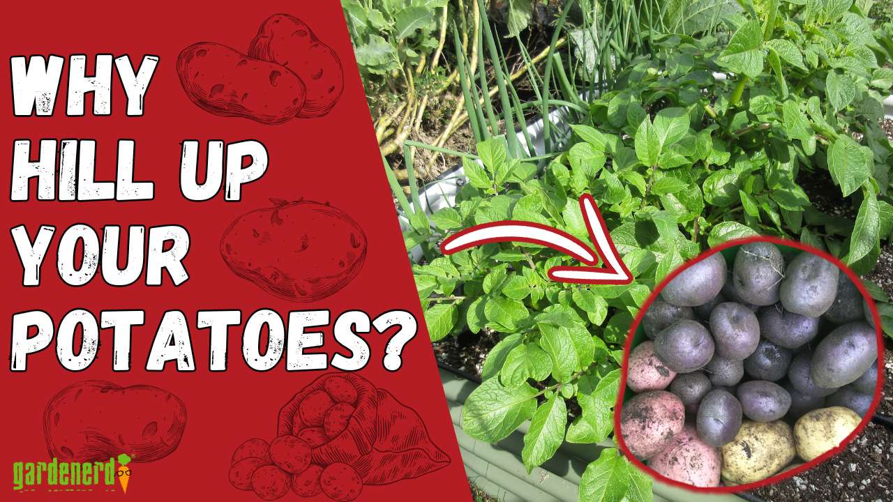 Read more about the article YouTube: Why Do We Hill Up Potatoes?