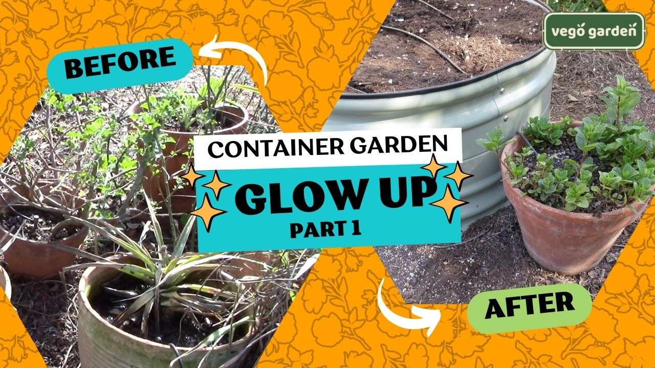 Read more about the article YouTube: A Container Garden Glow-Up with Vego Gardens – Part 1