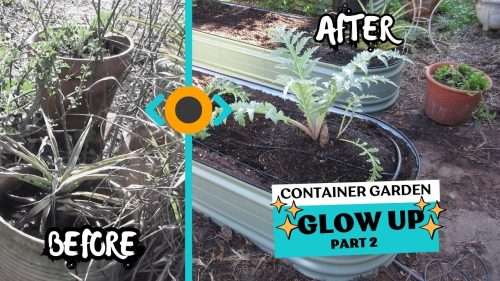 Read more about the article YouTube: A Container Garden Glow Up with Vego Gardens – Part 2