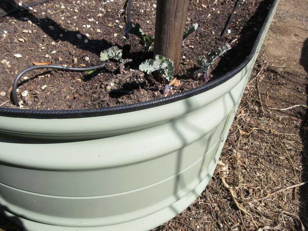 tree kale seedlings get a new home in our container garden glow up part 2