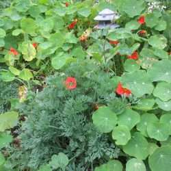 Wordless Wednesday: March Garden Madness