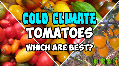 Read more about the article YouTube: Great Tomato Varieties for Coastal, Mountain, and Cooler Climates