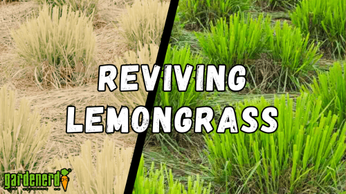 Read more about the article YouTube: How to Repot Lemongrass