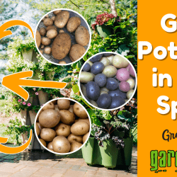 Grow Potatoes in Less Space – Vertical Gardening