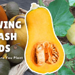 YouTube: How to Grow Squash for Seed Saving