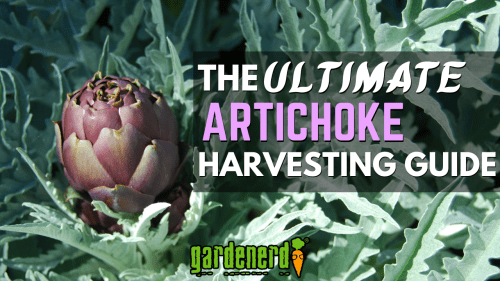 Read more about the article How & When to Harvest Artichokes