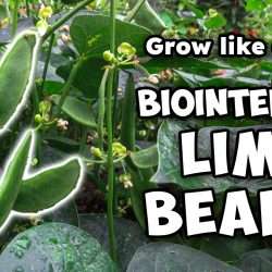 YouTube: BioIntensive Lima Beans – Grow Like a Pro