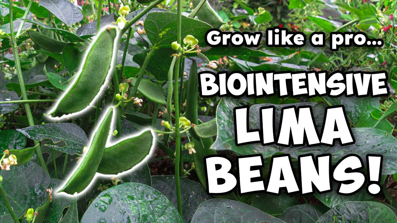 Read more about the article YouTube: BioIntensive Lima Beans – Grow Like a Pro