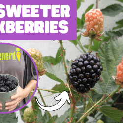 YouTube: How to Pick Blackberries at their Sweetest