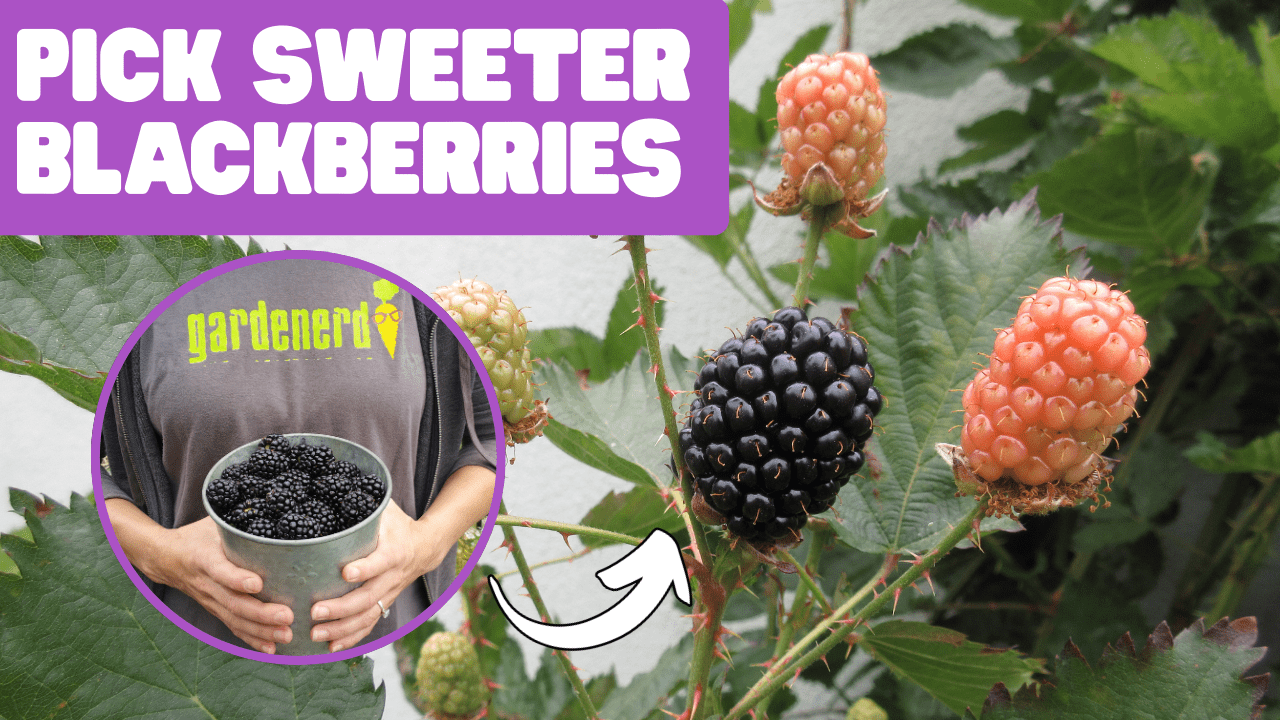 Read more about the article YouTube: How to Pick Blackberries at their Sweetest