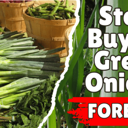 YouTube: Stop Buying Green Onions Forever