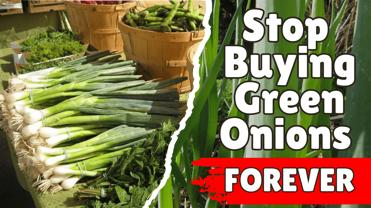 Read more about the article YouTube: Stop Buying Green Onions Forever