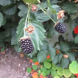 Wordless Wednesday – Impatient Gardening
