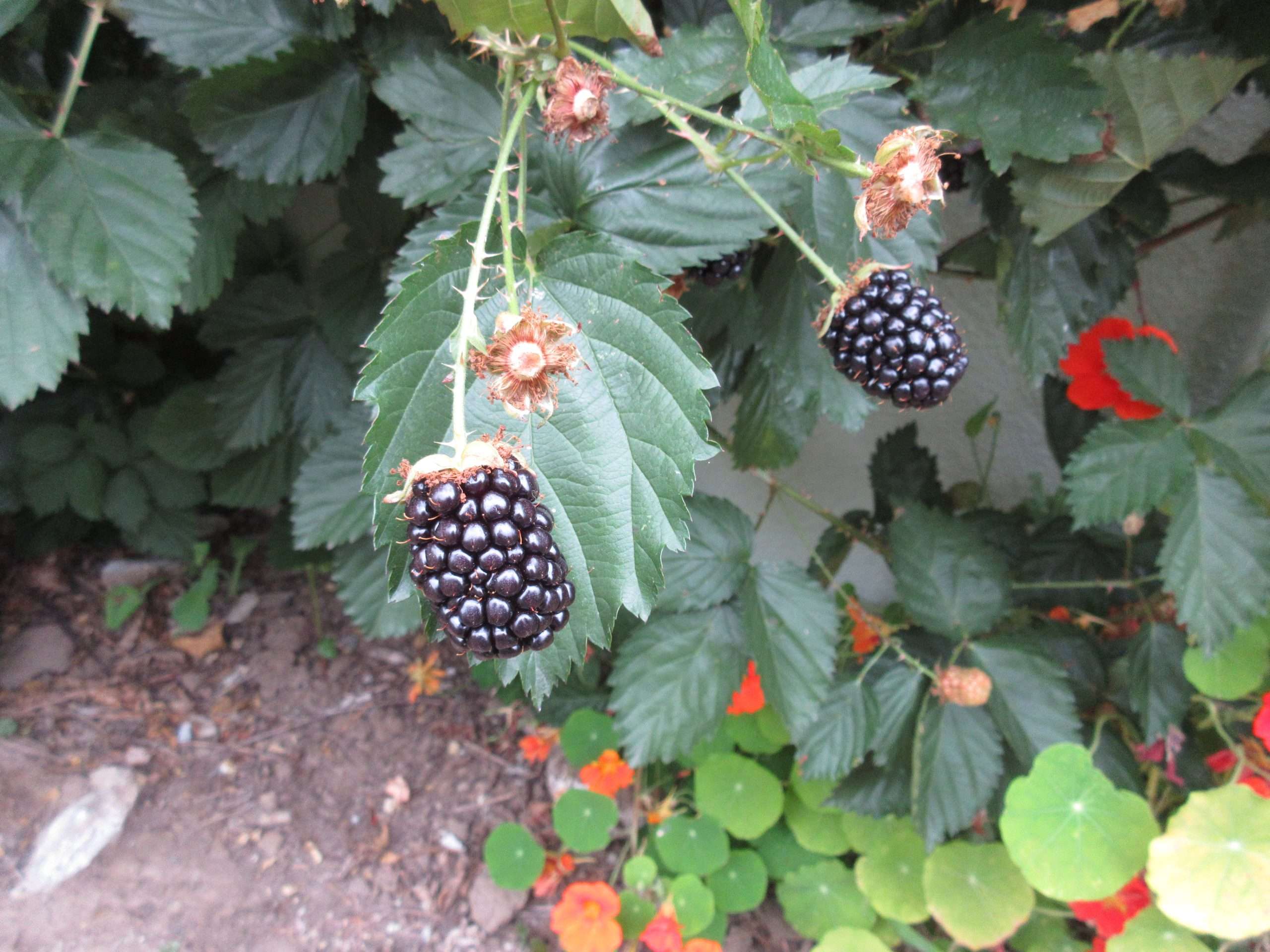 Read more about the article Wordless Wednesday – Impatient Gardening