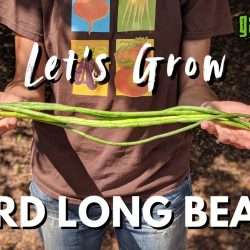 YouTube: Plant Yard Long Beans (Asparagus Beans) for an Abundant Harvest