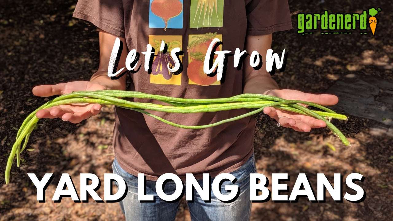 Read more about the article YouTube: Plant Yard Long Beans (Asparagus Beans) for an Abundant Harvest