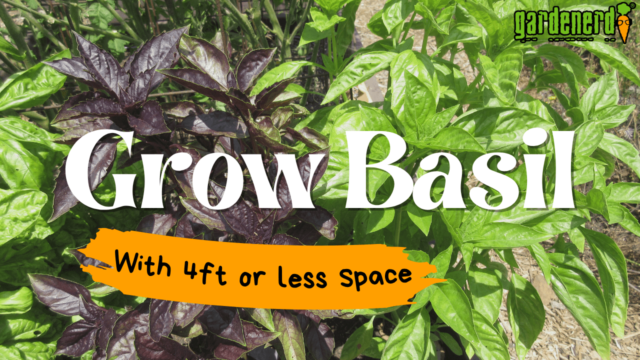Read more about the article YouTube: Grow a Year’s Supply of Basil in 4 Square Feet or Less