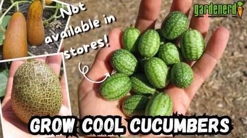 Read more about the article YouTube: Cool Cucumber Varieties to Grow