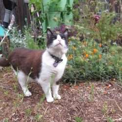 Wordless Wednesday: A Garden’s Progress