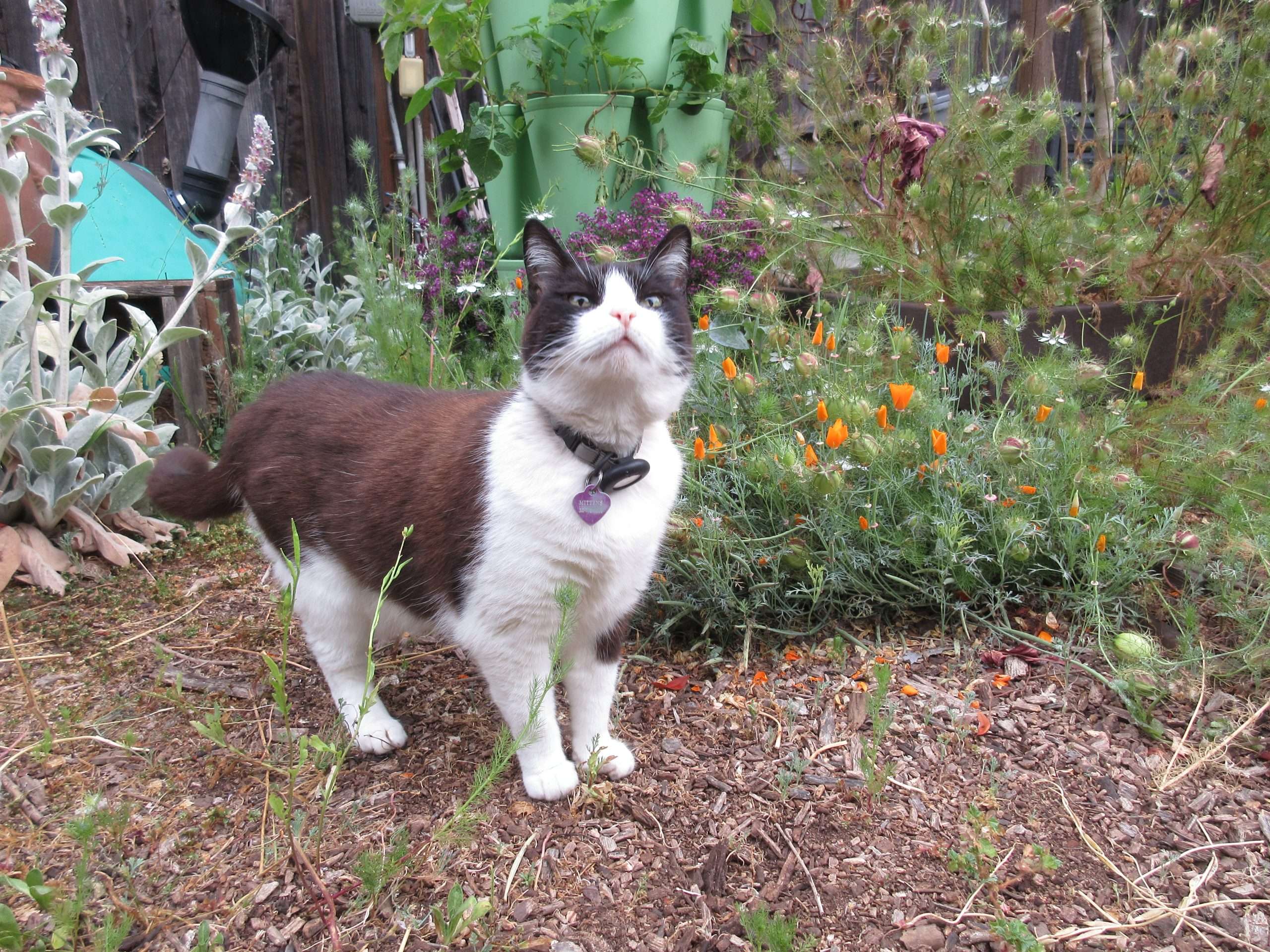 You are currently viewing Wordless Wednesday: A Garden’s Progress