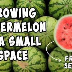 YouTube: Growing Watermelons from Seed In Small Spaces
