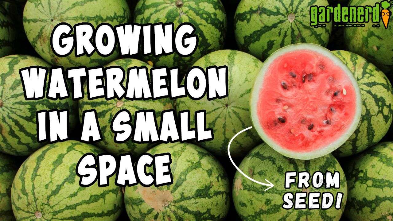 You are currently viewing YouTube: Growing Watermelons from Seed In Small Spaces