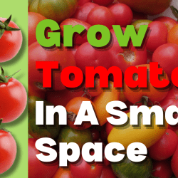 YouTube: Tomato Tricks for Growing in Small Spaces