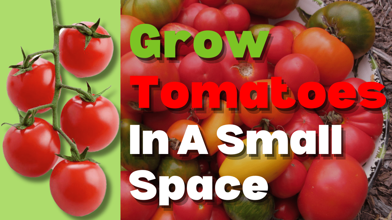 You are currently viewing YouTube: Tomato Tricks for Growing in Small Spaces