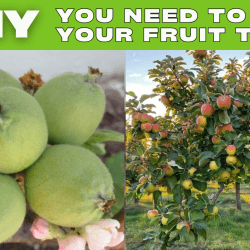 YouTube: Why We Thin Fruit Trees
