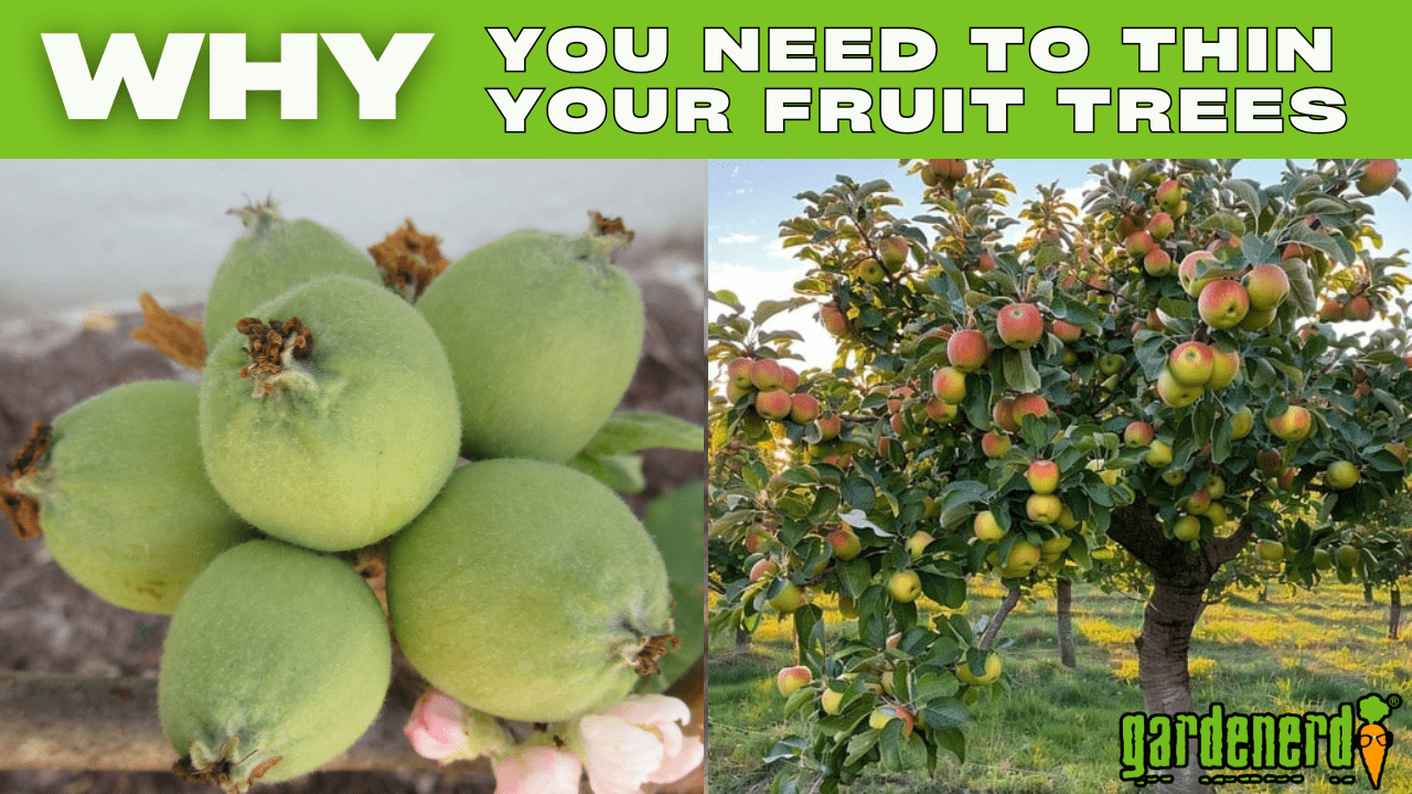 Read more about the article YouTube: Why We Thin Fruit Trees