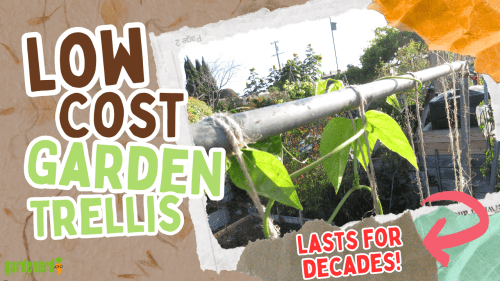 Read more about the article YouTube: Low Cost Trellises That Last
