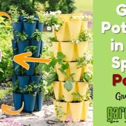 YouTube: Harvest Potatoes from Less Space – Part 2