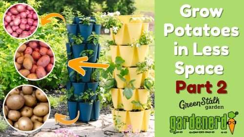 Read more about the article YouTube: Harvest Potatoes from Less Space – Part 2