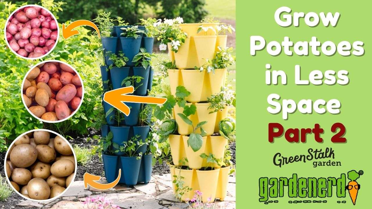 Read more about the article YouTube: Harvest Potatoes from Less Space – Part 2