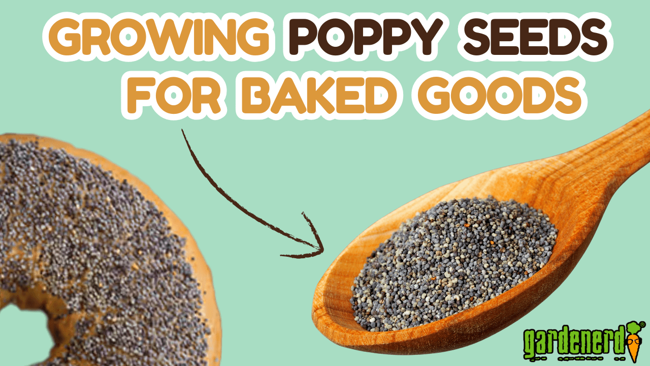 You are currently viewing YouTube: Grow Poppy Seeds for Baked Goods and Cooking
